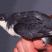 Xantus's Murrelet